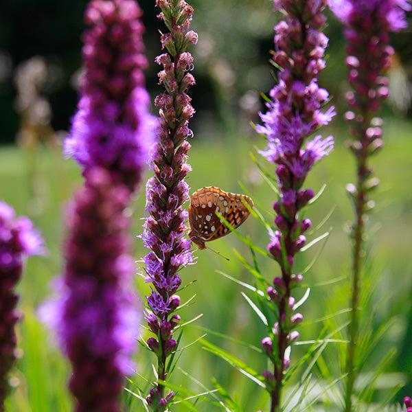 Butterfly Garden Plants | Pollinator-Friendly Plants