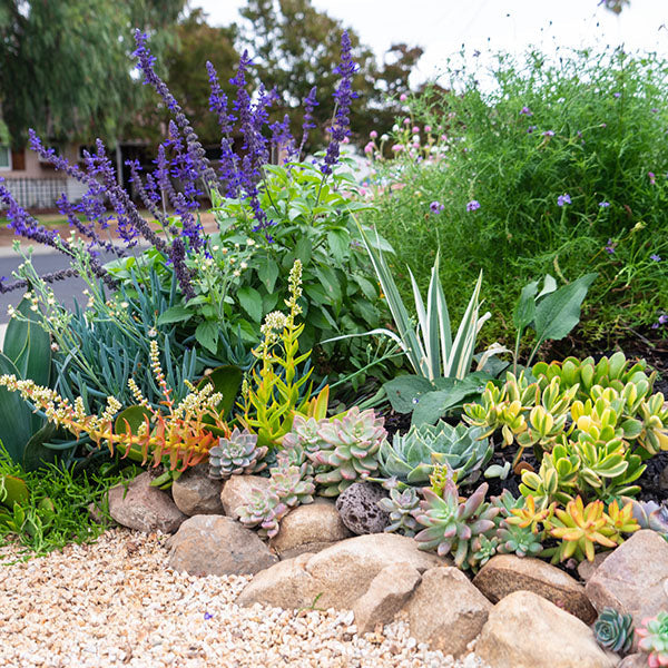 Desert Landscaping Plants | Xeric Perennials & Cacti