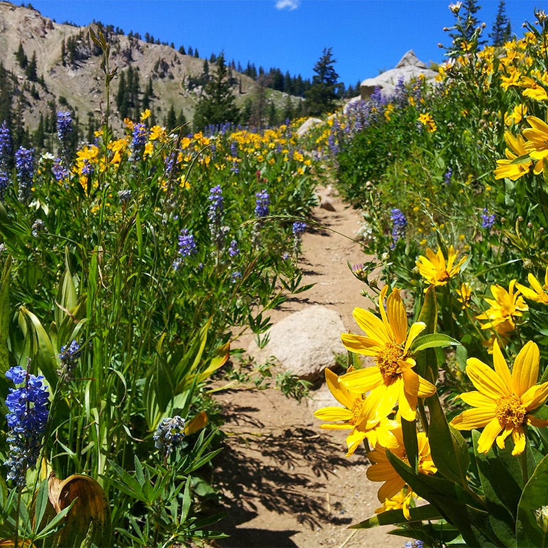 Wildflower Seed Mixes for Sale | All-Season Blooms