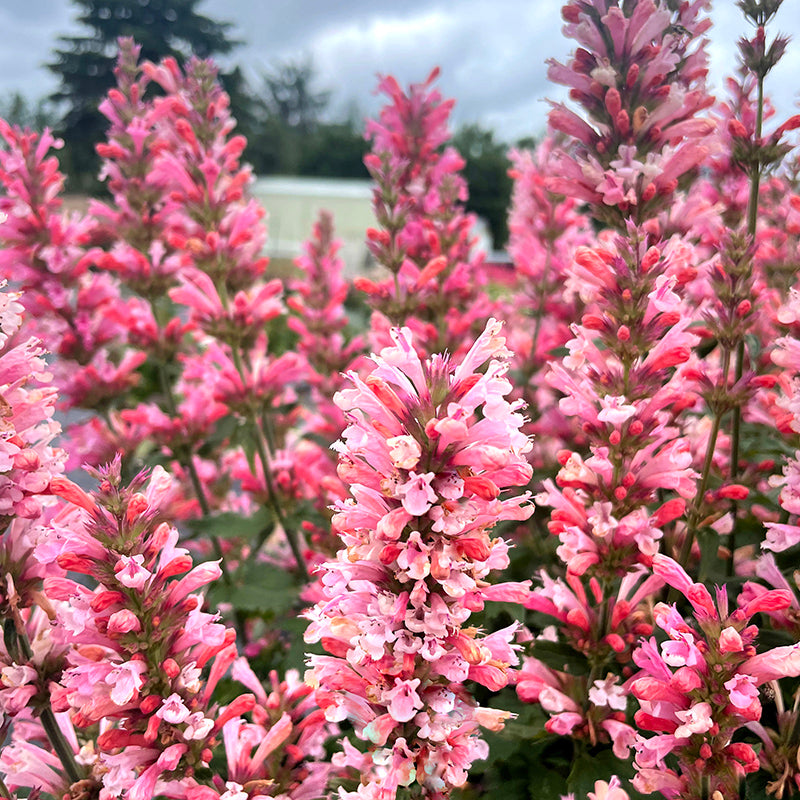 Pink Pearl Agastache | Compact Hummingbird Mint for Small Spaces