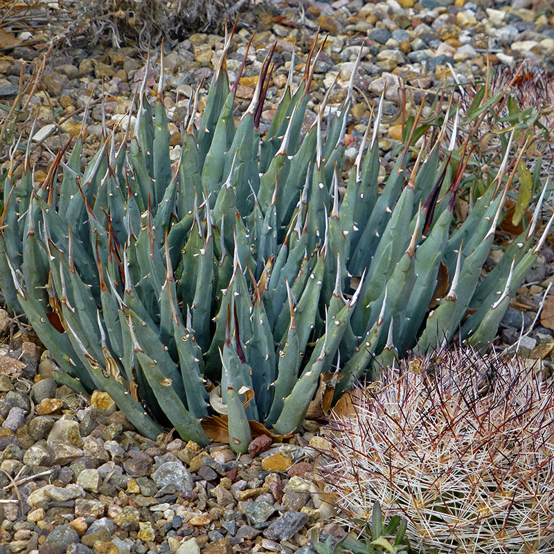 Agave utahensis Beaver Dam Mountains, Miniature Utah Century Plant