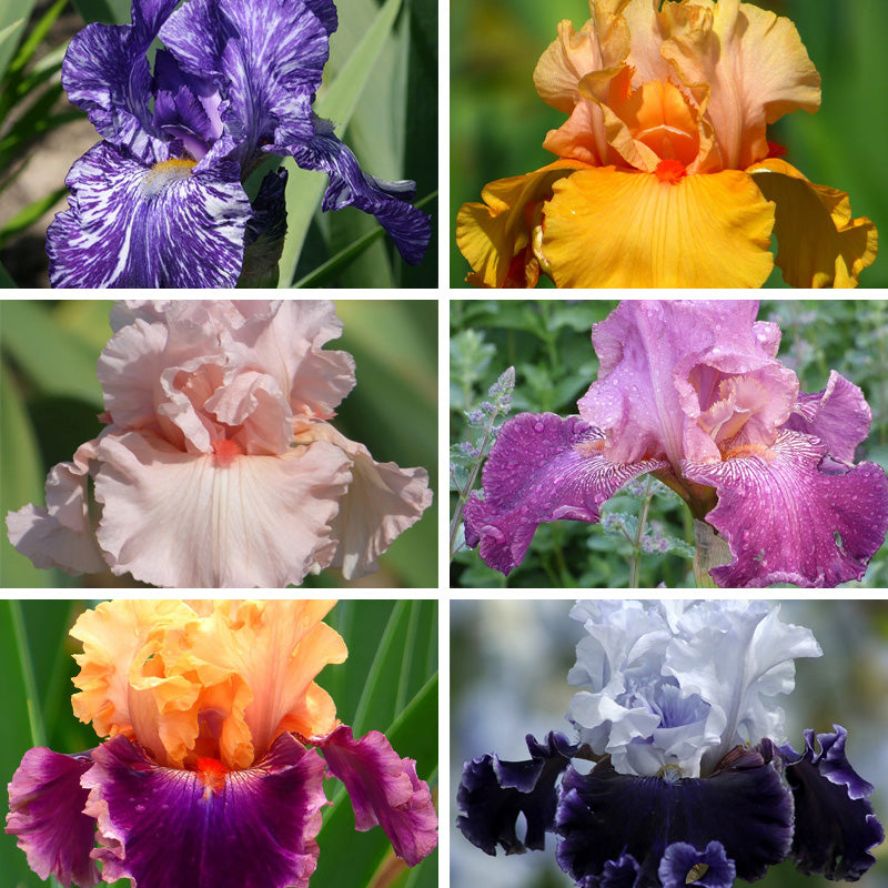 Alpenglow Bearded Iris Collection, Iris germanica | High Country