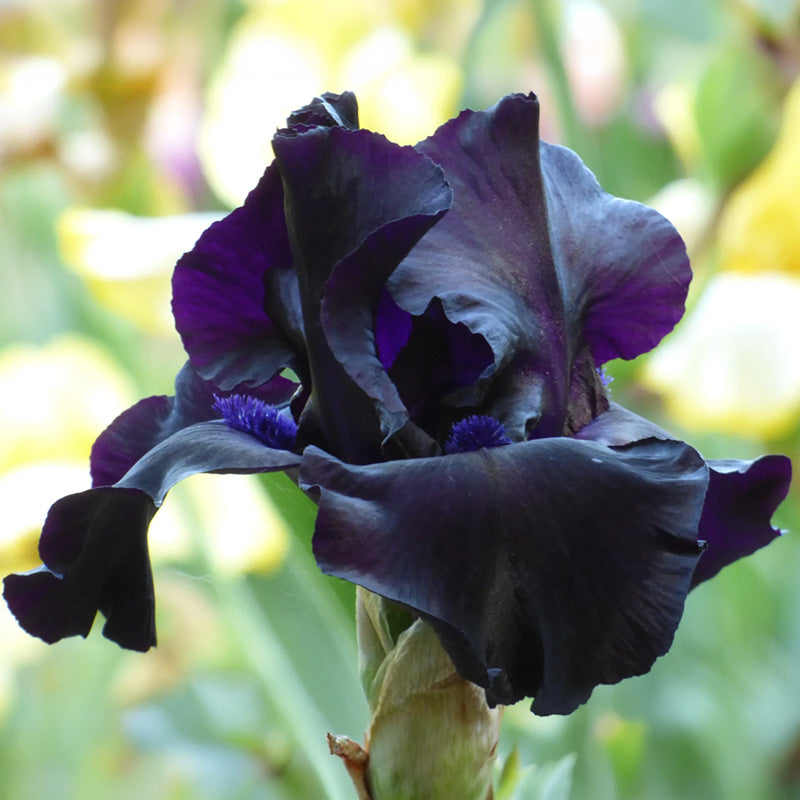 Black Suited Bearded Iris | Deep Inky Purple-Black