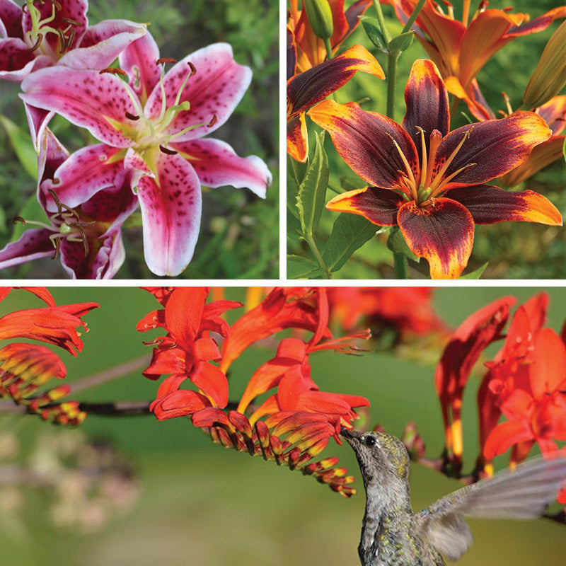 lily flower collection Bold & Hardy Summer Blooms Bulb Collection