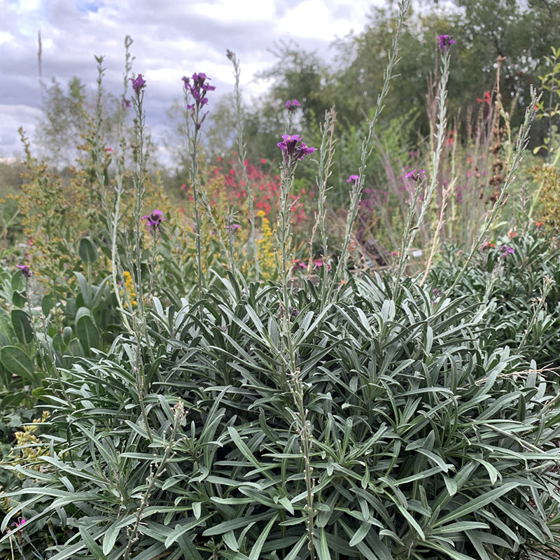 Bowles Mauve Wallflower | Fragrant, Long-Blooming Perennial