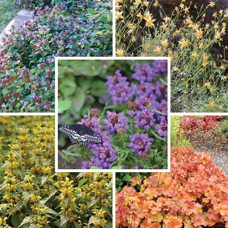 Dry Shade Pollinator Collection