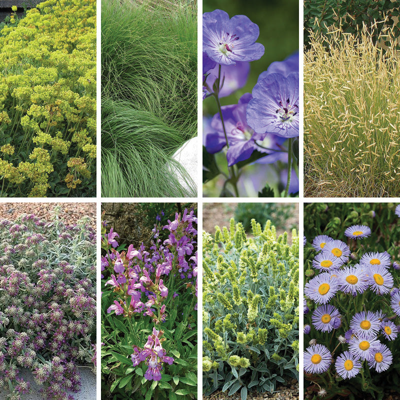 HOA Friendly Collection | Water-Smart Curb Appeal Plants