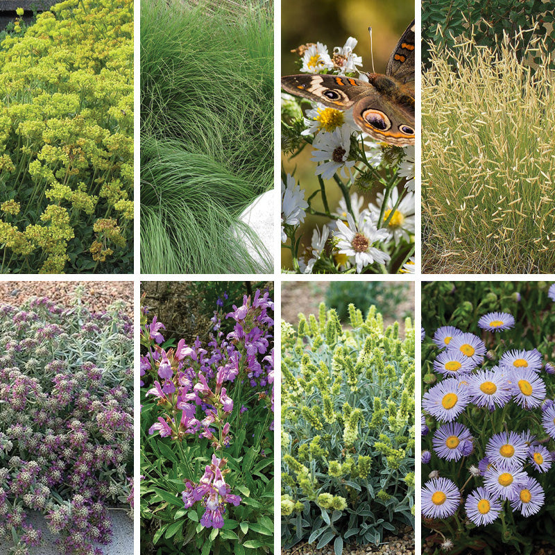 フラワー・ガーデニング Hoa HOA Friendly Collection | Water-Smart Curb Appeal Plants
