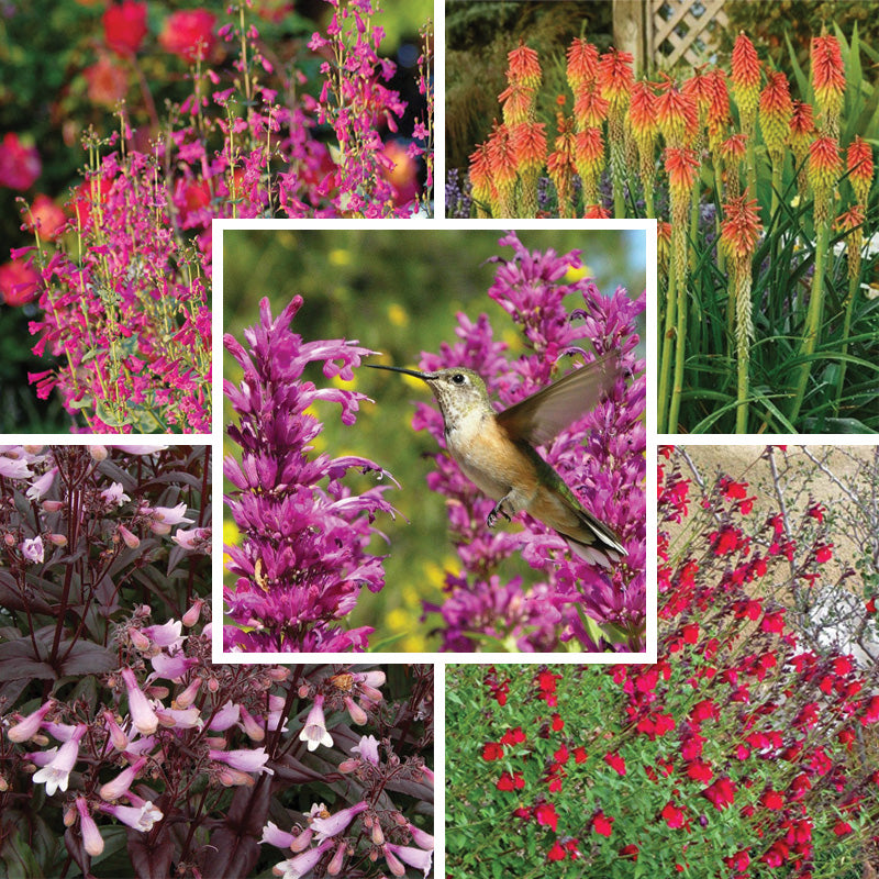Hummingbird Attracting Collection For The West