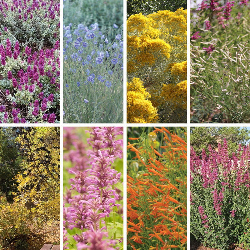 house plants native to mexico New Mexico Perennial Collection
