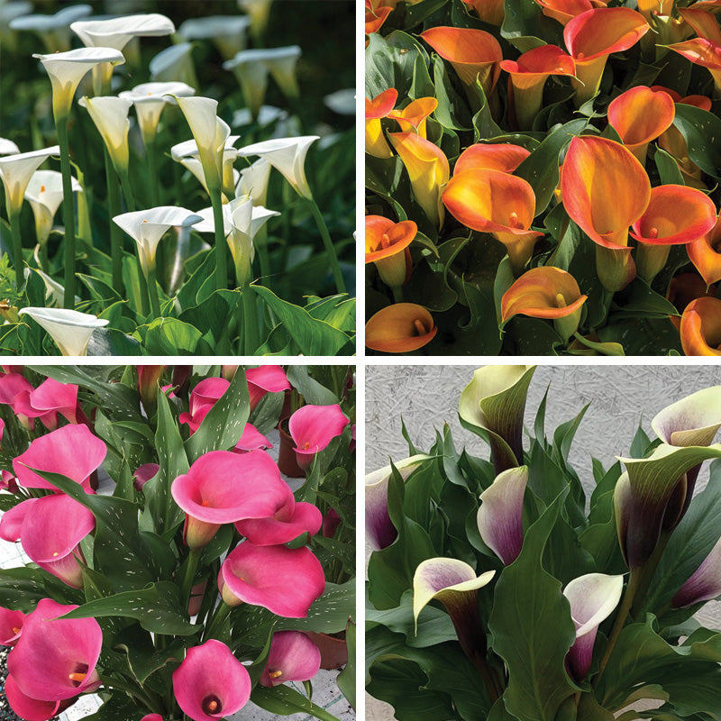 plant calla lily bulbs O'Keeffe-Inspired Calla Lily Bulb Mix