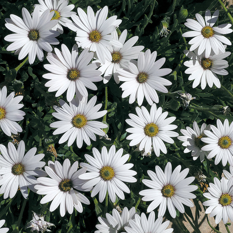 Avalanche Sun Daisy | Cold-Hardy White African Daisy