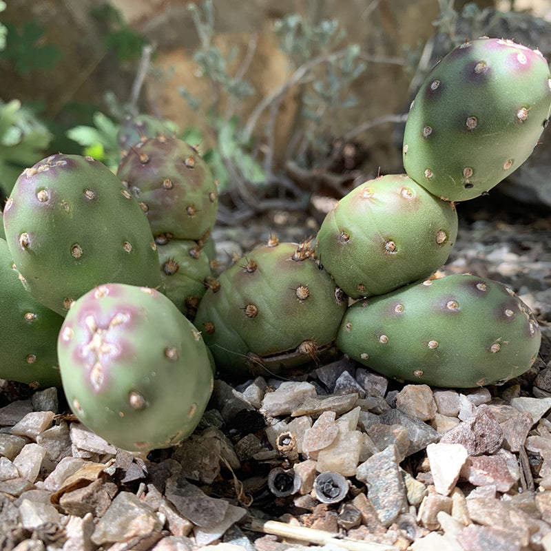 prickly pear cactus growing zone Potato Dwarf Prickly Pear