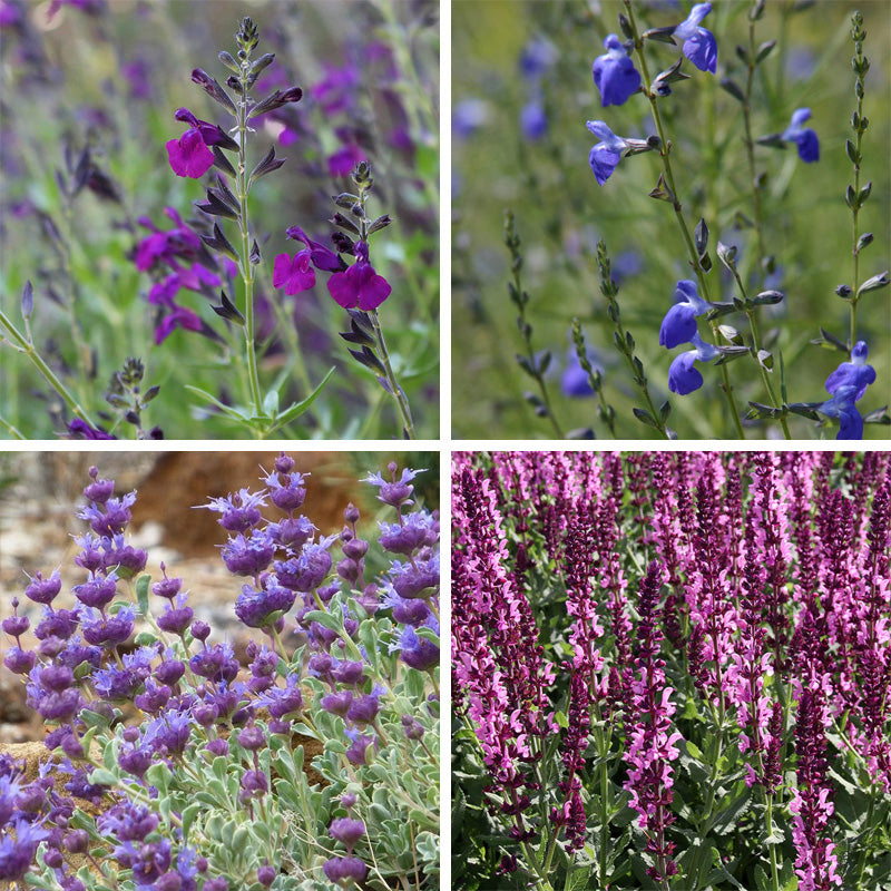 Salvia Collection, Meadow Sage | High Country Gardens