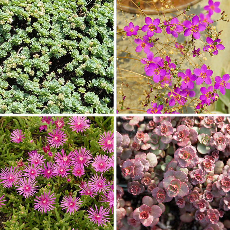 Succulent Groundcover Collection
