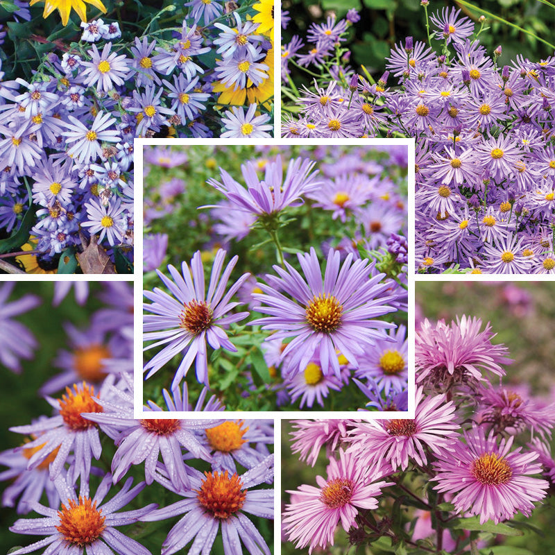 Superstar Aster Collection | High Country Gardens