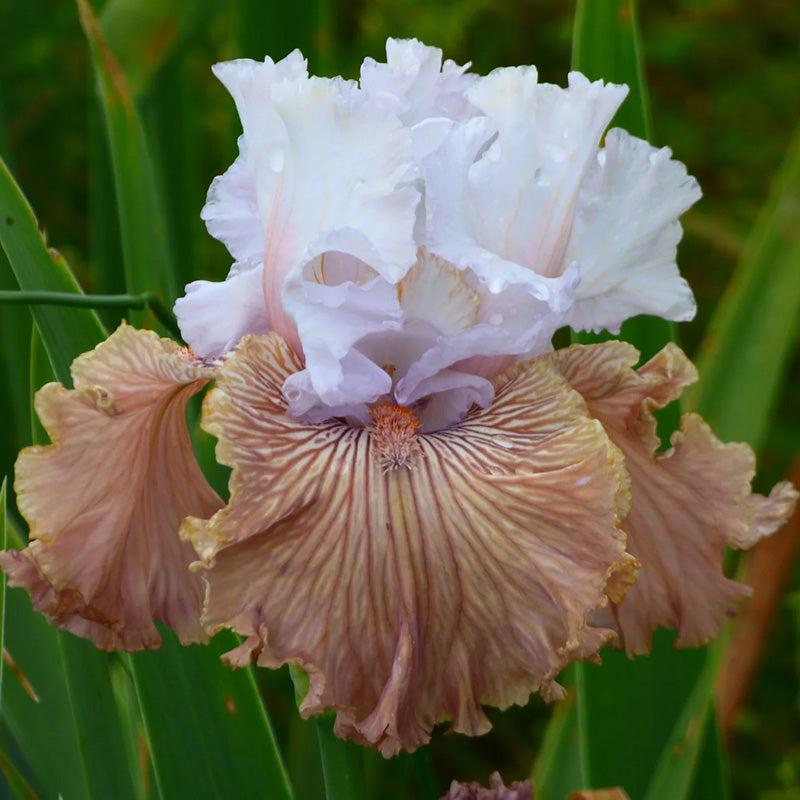 Tango Amigo Bearded Iris