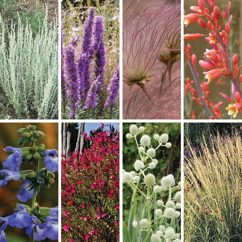 texas house plants Texas Perennial Collection