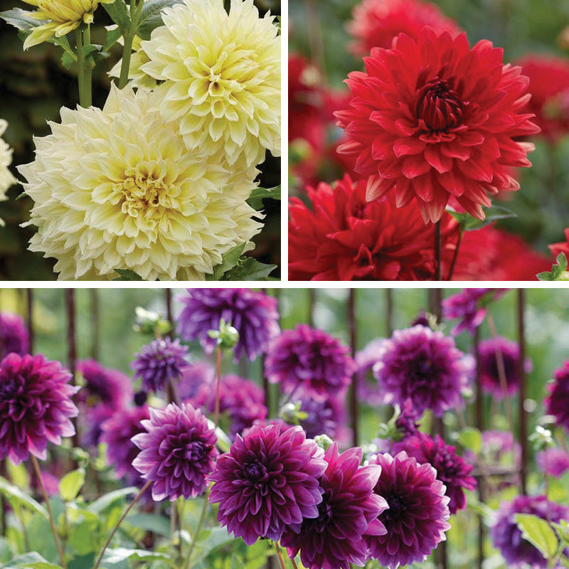 can you plant dinner plate dahlias in pots Tried & True Dinnerplate Dahlia Bulb Collection