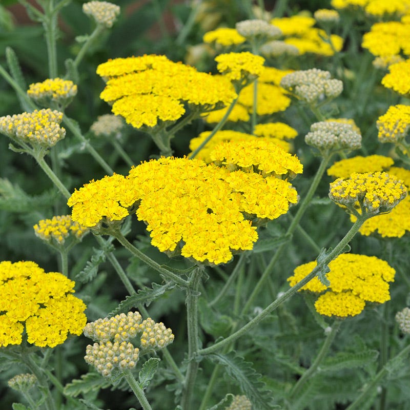 moonshine succulent Yarrow, Moonshine Yarrow