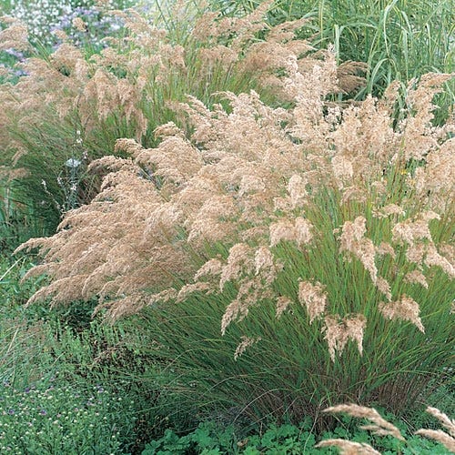 Achnatherum calamagrostis| Silver Spike Grass