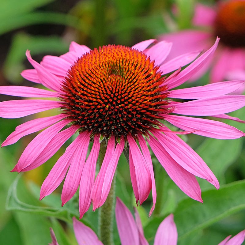 cone flower seeds Echinacea purpurea Rubinstern, Ruby Star Purple Coneflower