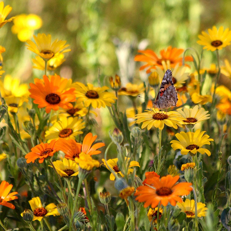 planting daisy seeds African Daisy Seeds, Dimorphotheca sinuata