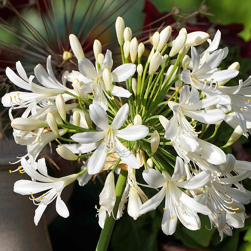 pictures of white lily flower Agapanthus sp. Cold hardy White, Cold Hardy White African Lily