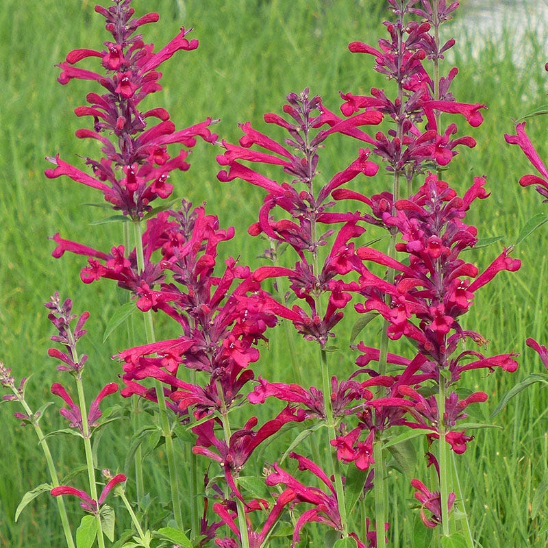 Red Happiness Hummingbird Mint, Agastache Red Happiness