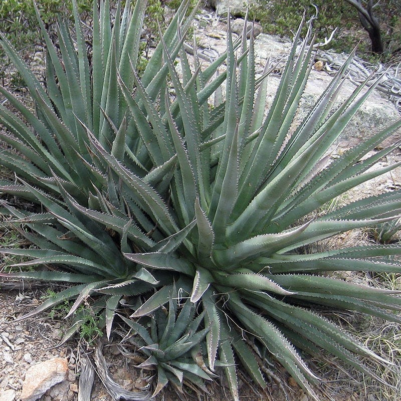 Golden Flowered Century Plant, Agave chrysantha Sedona