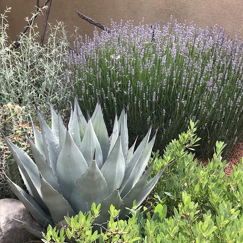 agave plant fertilizer Havard's Century Plant, Agave havardiana Glass Mountains