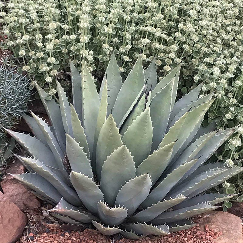 Agave parryi, Parry's Century Plant, Flagstaff form | High