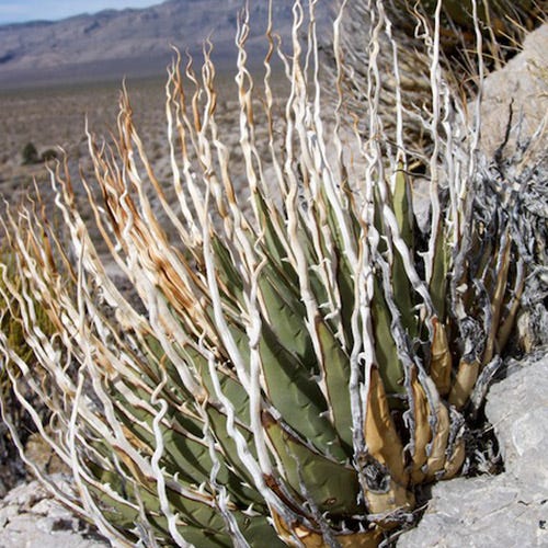 【eb0002】Agave utahensis var.eborispina Agave utahensis ssp. eborispina, Long Spined Utah Century