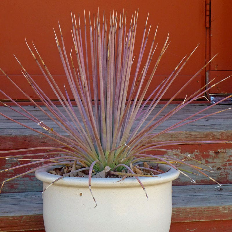 Red Hedgehog Agave, Agave stricta