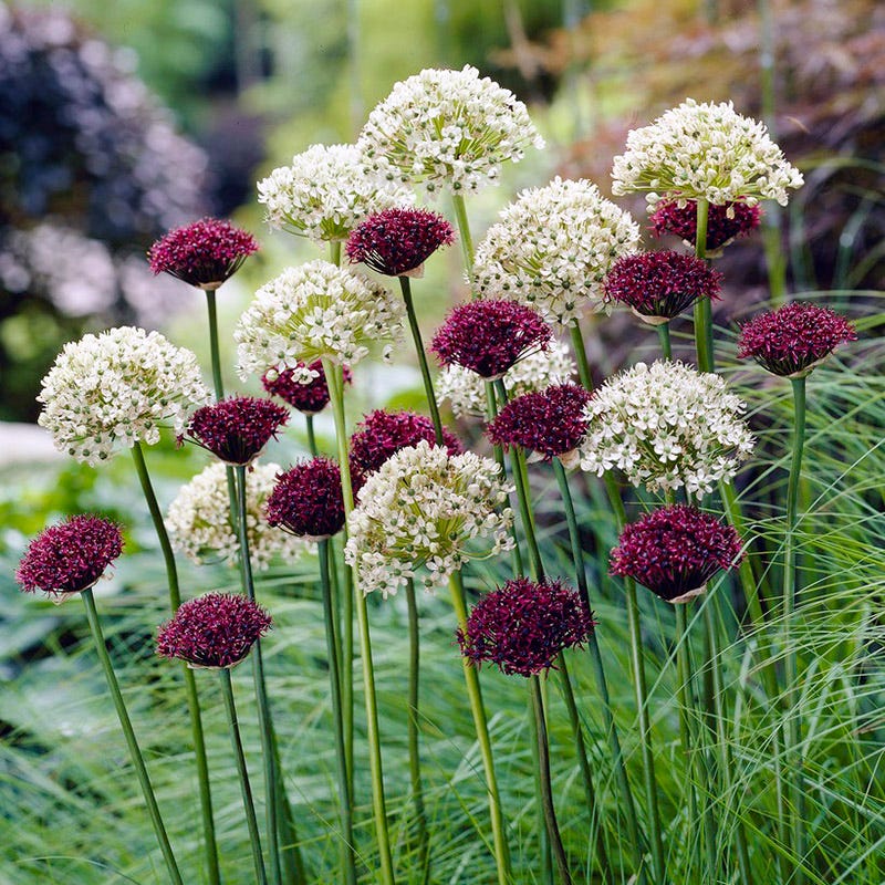 potted allium plants for sale Allium atropurpureum Bulbs