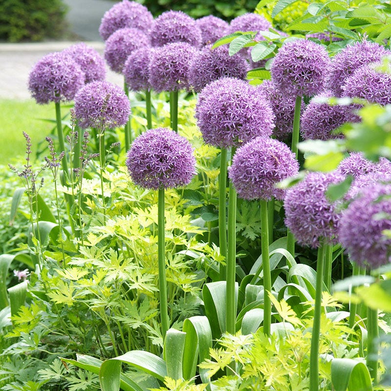 potted allium plants for sale Globemaster Allium
