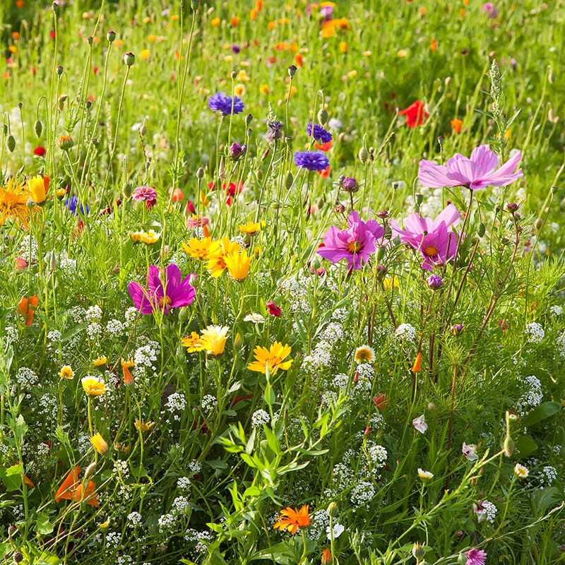 wild flower seeds Dry Area Wildflower Seed Mix