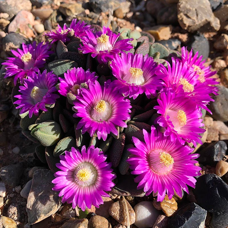 hardy succulents zone 6 Hardy Living Stone, Pink Cold Hardy Mesemb