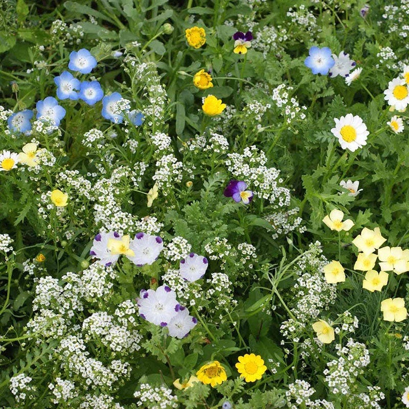 agway wildflower seeds Alternative Lawn Wildflower Seed Mix