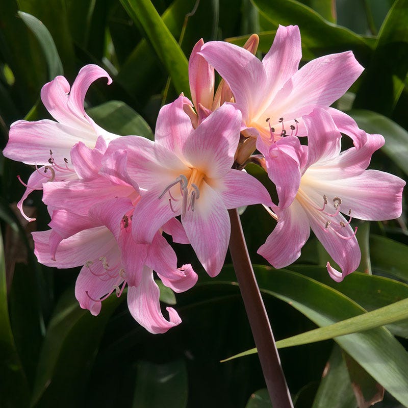 naked lady succulent Naked Lady Lilies Bulbs, Amaryllis Belladonna