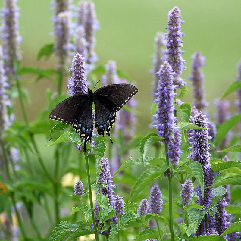 anise hyssop seeds planting Anise Hyssop Seeds, Agastache foeniculum