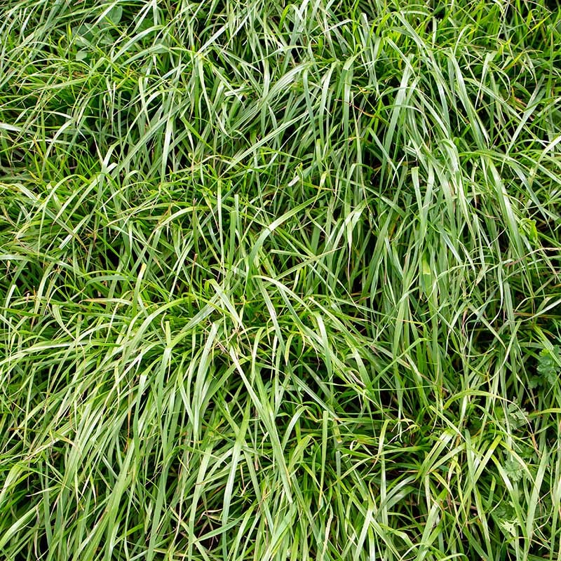 planting ryegrass seed in texas Annual Rye Grass Seeds, Lolium multiflorum