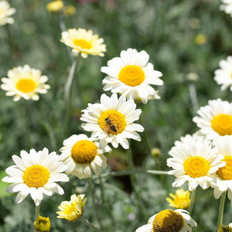 marguerite flower seeds Susanna Mitchell Marguerite Daisy, Anthemis tinctoria