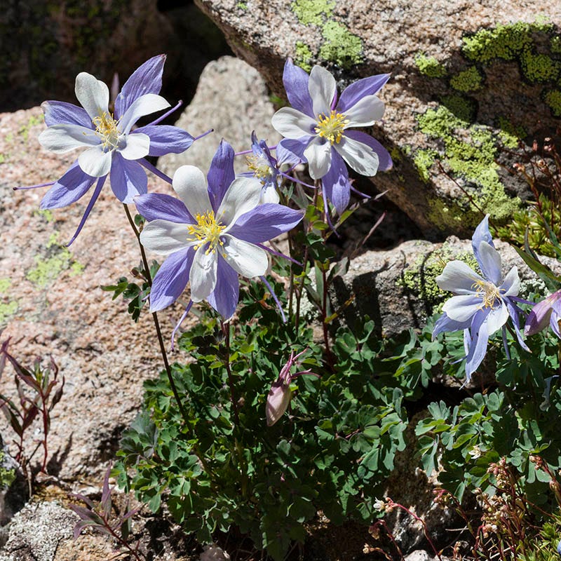columbine plant care in pots Rocky Mountain Columbine, Aquilegia caerulea
