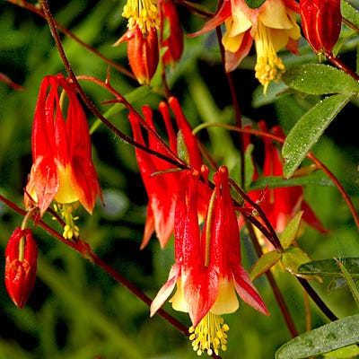 planting wild columbine seeds Eastern Red Columbine Seeds, Aquilegia canadensis