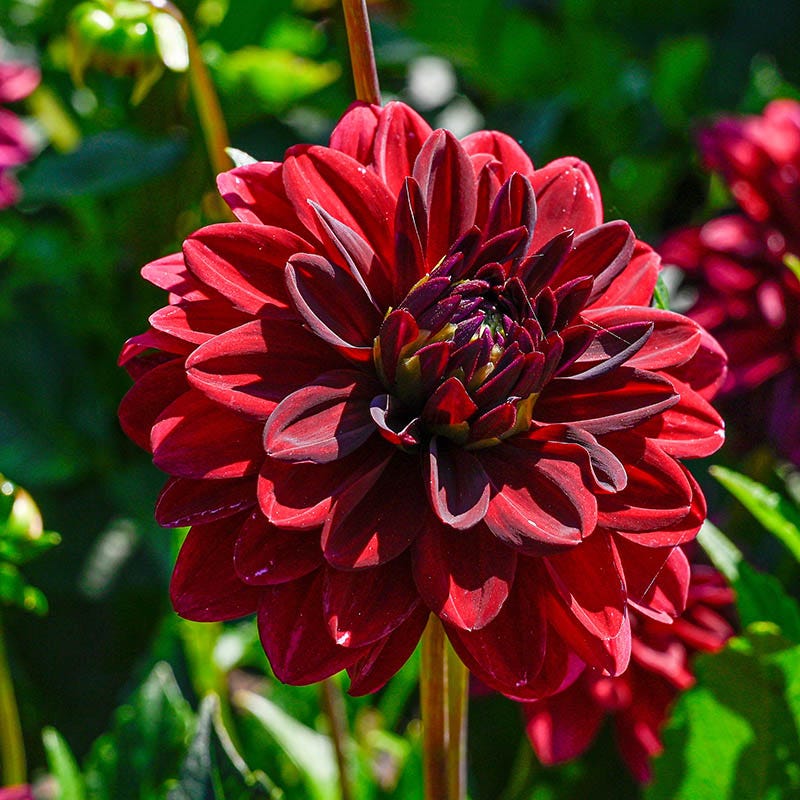 dahlia arabian night seeds Arabian Night Dahlia