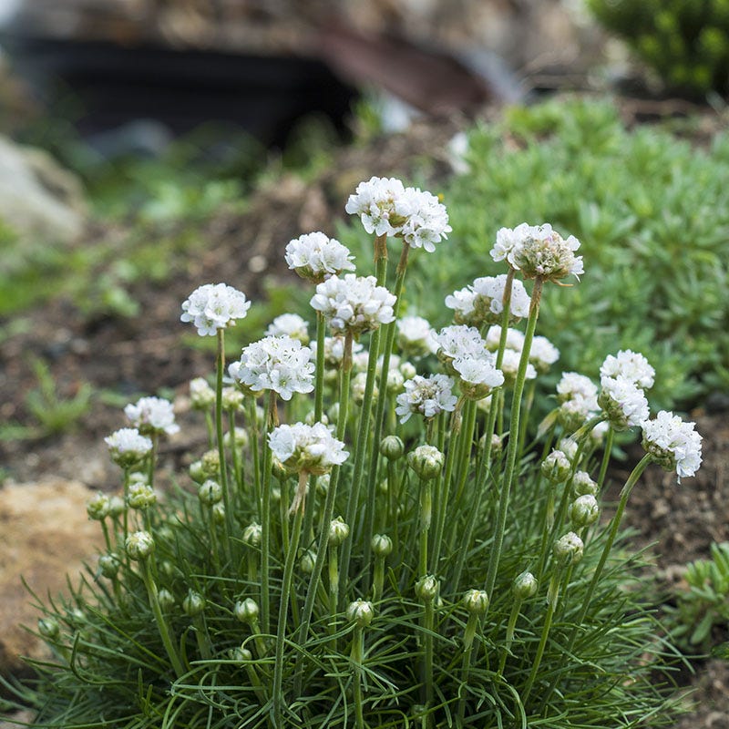 thrift plant seeds Morning Star White Armeria, Sea Thrift