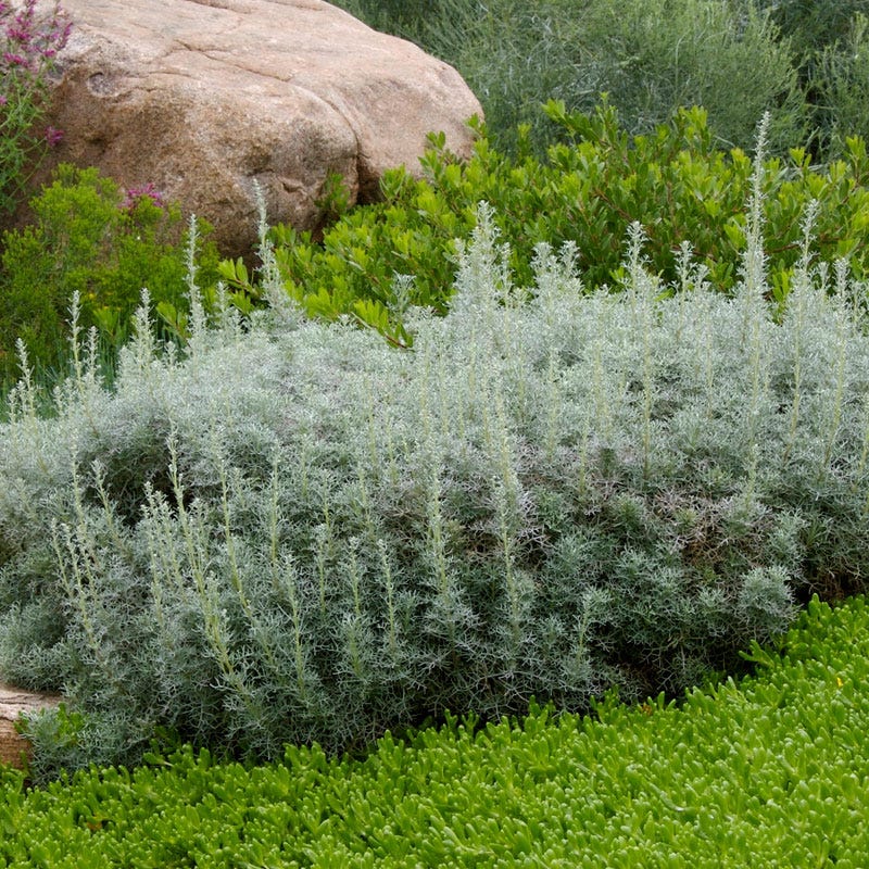 seafoam plant seeds Seafoam Artemisia, Curlicue Sage