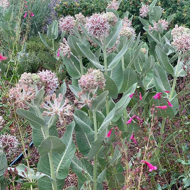 milkweed succulent Davis Showy Milkweed, Asclepias speciosa