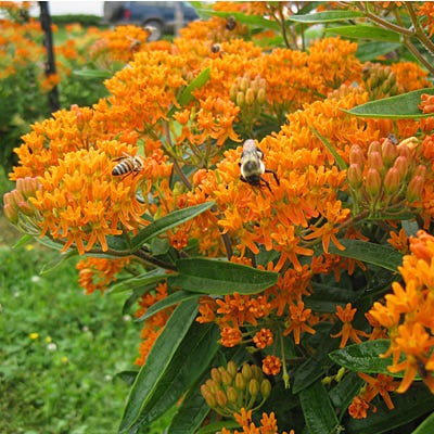 Butterfly Weed Seeds, Asclepias tuberosa